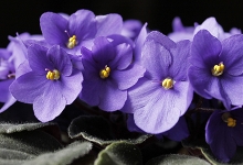 Cum să îngrijești corect violetele la ghiveci