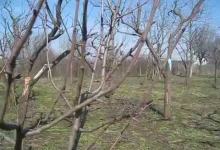 Ce lucrări se pot face în livadă, chiar și în sezonul rece