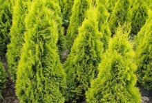 Spatiu Verde Plante Ornamentale - Flori Arbusti Arbori Conifere