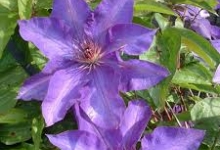 Spatiu Verde Coman Spatii Verzi - Plante Ornamentale - Flori Arbusti Arbori Conifere