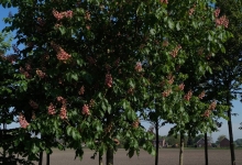Spatiu Verde Coman Spatii Verzi - Plante Ornamentale - Flori Arbusti Arbori Conifere