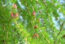 Spatiu Verde Coman Spatii Verzi - Plante Ornamentale - Flori Arbusti Arbori Conifere