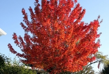 Spatiu Verde Coman Spatii Verzi - Plante Ornamentale - Flori Arbusti Arbori Conifere