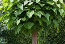Spatiu Verde Coman Spatii Verzi - Plante Ornamentale - Flori Arbusti Arbori Conifere