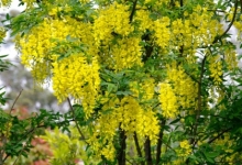 Spatiu Verde Coman Spatii Verzi - Plante Ornamentale - Flori Arbusti Arbori Conifere