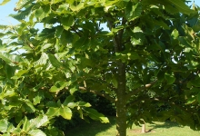 Spatiu Verde Coman Spatii Verzi - Plante Ornamentale - Flori Arbusti Arbori Conifere