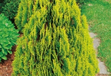 Spatiu Verde Coman Spatii Verzi - Plante Ornamentale - Flori Arbusti Arbori Conifere