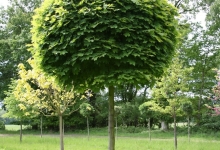 Spatiu Verde Coman Spatii Verzi - Plante Ornamentale - Flori Arbusti Arbori Conifere