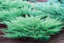 Spatiu Verde Coman Spatii Verzi - Plante Ornamentale - Flori Arbusti Arbori Conifere