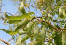 Spatiu Verde Coman Spatii Verzi - Plante Ornamentale - Flori Arbusti Arbori Conifere