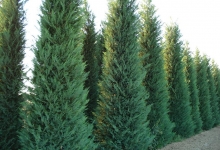 Spatiu Verde Coman Spatii Verzi - Plante Ornamentale - Flori Arbusti Arbori Conifere