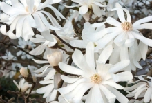 Spatiu Verde Coman Spatii Verzi - Plante Ornamentale - Flori Arbusti Arbori Conifere