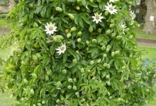 Spatiu Verde Coman Spatii Verzi - Plante Ornamentale - Flori Arbusti Arbori Conifere