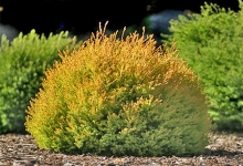 Spatiu Verde Coman Spatii Verzi - Plante Ornamentale - Flori Arbusti Arbori Conifere