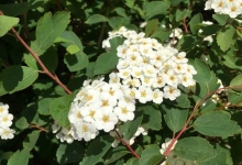 Spatiu Verde Coman Spatii Verzi - Plante Ornamentale - Flori Arbusti Arbori Conifere