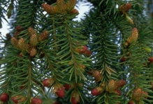Spatiu Verde Coman Spatii Verzi - Plante Ornamentale - Flori Arbusti Arbori Conifere
