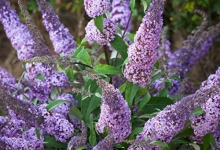 Spatiu Verde Coman Spatii Verzi - Plante Ornamentale - Flori Arbusti Arbori Conifere