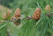 Spatiu Verde Coman Spatii Verzi - Plante Ornamentale - Flori Arbusti Arbori Conifere