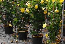 Spatiu Verde Coman Spatii Verzi - Plante Ornamentale - Flori Arbusti Arbori Conifere