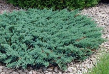 Spatiu Verde Coman Spatii Verzi - Plante Ornamentale - Flori Arbusti Arbori Conifere