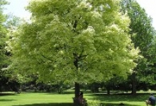 Spatiu Verde Coman Spatii Verzi - Plante Ornamentale - Flori Arbusti Arbori Conifere