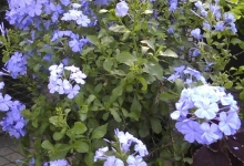 Spatiu Verde Coman Spatii Verzi - Plante Ornamentale - Flori Arbusti Arbori Conifere