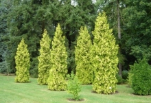 Spatiu Verde Coman Spatii Verzi - Plante Ornamentale - Flori Arbusti Arbori Conifere