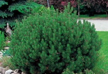 Spatiu Verde Coman Spatii Verzi - Plante Ornamentale - Flori Arbusti Arbori Conifere