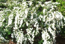 Spatiu Verde Coman Spatii Verzi - Plante Ornamentale - Flori Arbusti Arbori Conifere