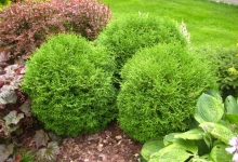 Spatiu Verde Coman Spatii Verzi - Plante Ornamentale - Flori Arbusti Arbori Conifere