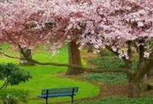 Spatiu Verde Marry&Nelly Style Amenajari Peisagistice Arad, Proiectare Amenajare si Intretinere Gradini