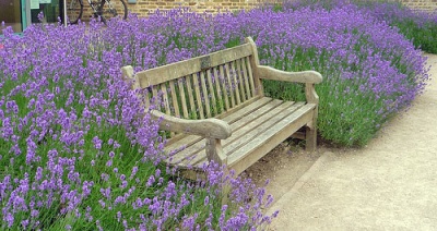 lavanda2_400