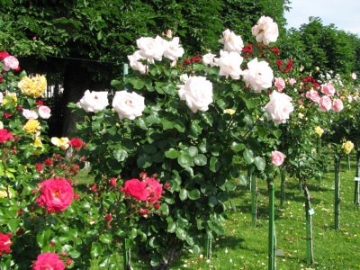 trandafir2_400 trandafir2_400